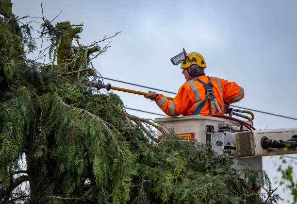 Best Tree Health Inspection  in Pitola, CA