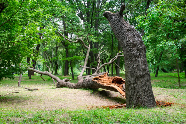 How Our Tree Care Process Works  in  Capitola, CA