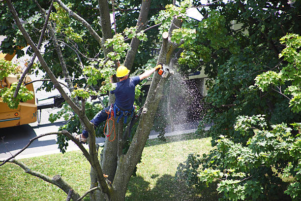 Best Tree Trimming and Pruning  in Pitola, CA