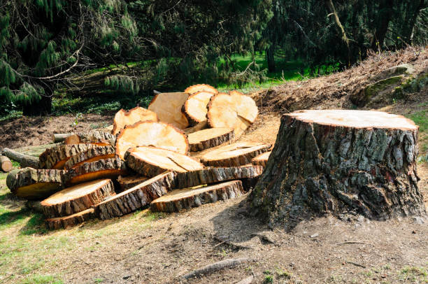 Best Leaf Removal  in Pitola, CA